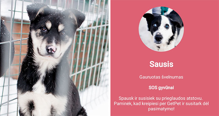 Getpet: Our Tinder-Inspired App That Connects Dogs With Their Future Owners