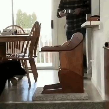 This Dog Couldn't Eat Without Standing Upright, So Her Family Built A Special Chair This Dog Couldn't Eat Without Standing Upright, So Her Family Built A Special Chair
