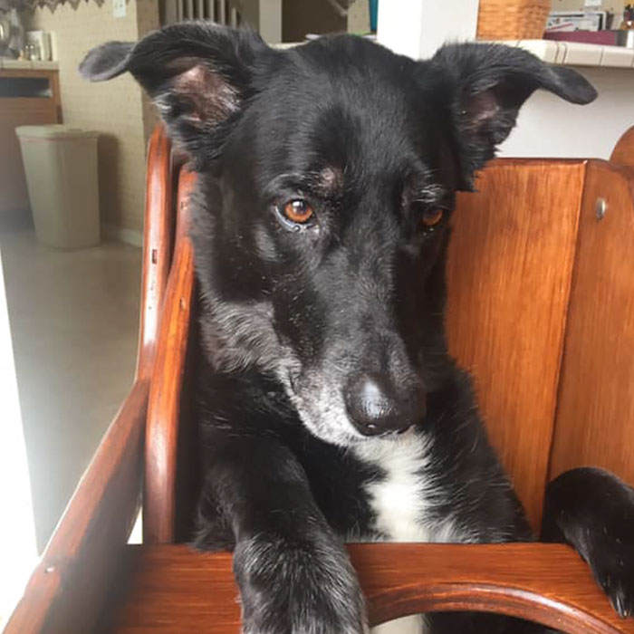 This Dog Couldn't Eat Without Standing Upright, So Her Family Built A Special Chair This Dog Couldn't Eat Without Standing Upright, So Her Family Built A Special Chair