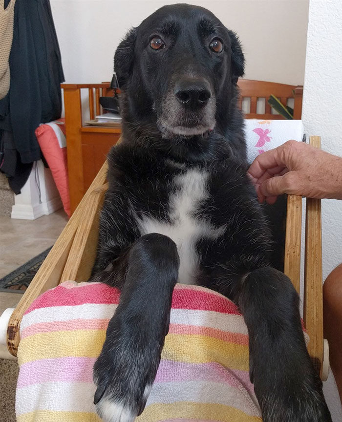 This Dog Couldn't Eat Without Standing Upright, So Her Family Built A Special Chair This Dog Couldn't Eat Without Standing Upright, So Her Family Built A Special Chair