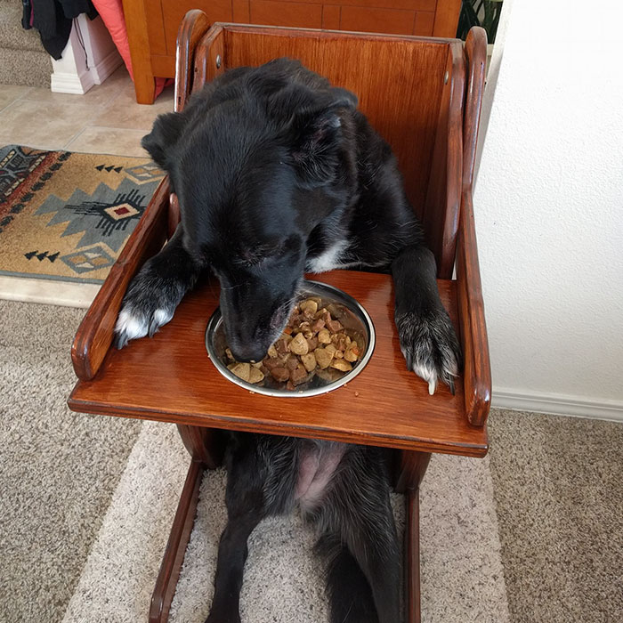 This Dog Couldn't Eat Without Standing Upright, So Her Family Built A Special Chair This Dog Couldn't Eat Without Standing Upright, So Her Family Built A Special Chair