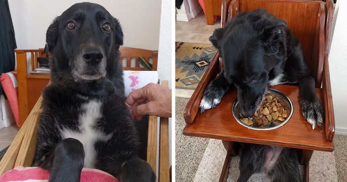 This Dog Couldn’t Eat Without Standing Upright, So Her Family Built A Special Chair