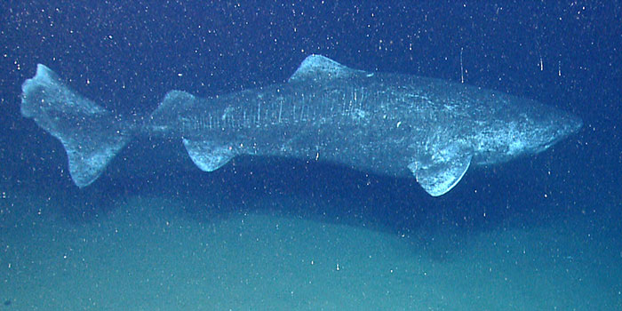 Greenland Shark