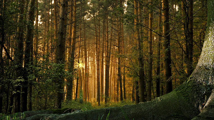 All The Trees On Earth