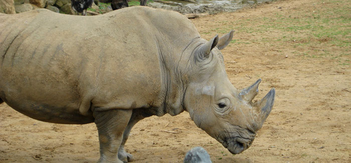 Rhino Horn