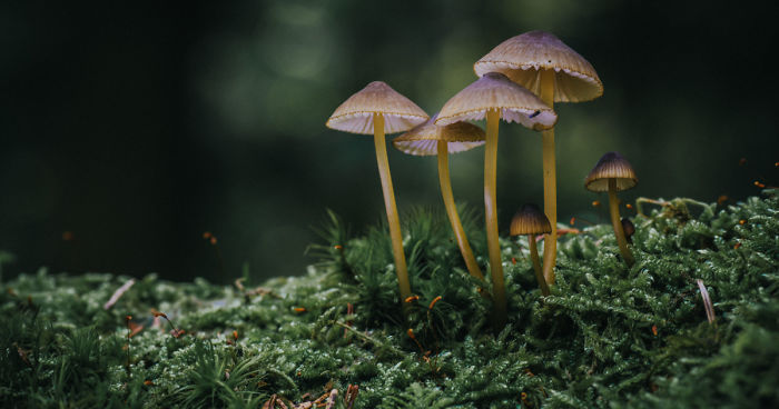 Best From Mushrooms Hunter Photography In 2018