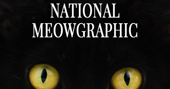 I Created Faux Magazine Covers To Boost Black Cat Adoption