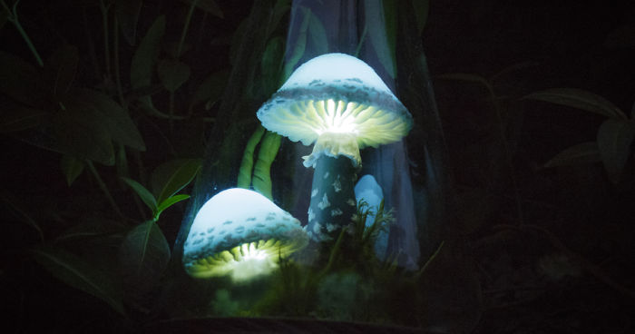 Glowing Mushrooms Made Of Pure Magic