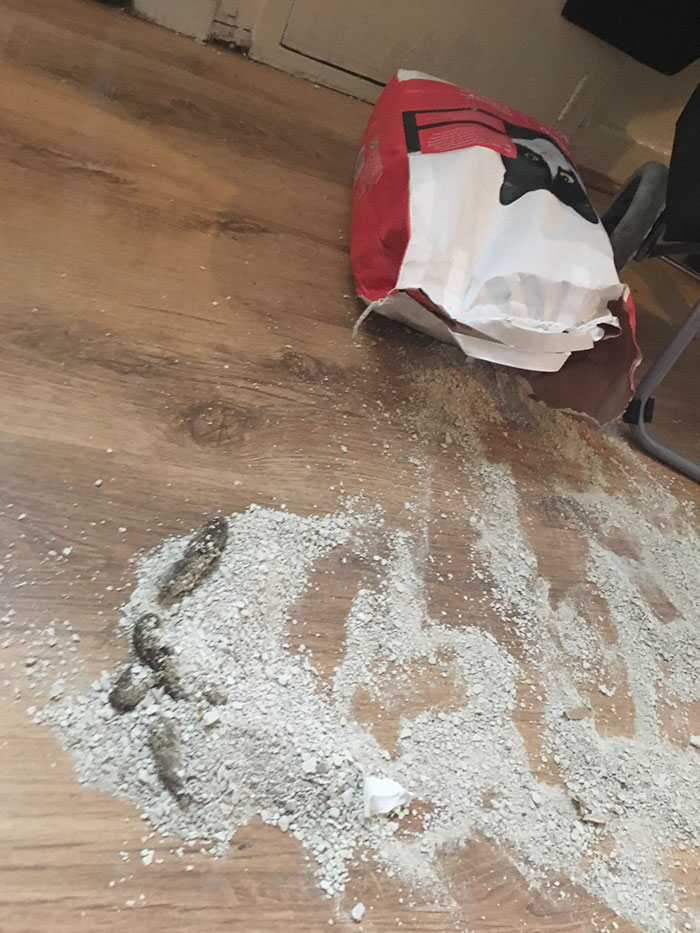 Cat Splits Open A Litter Bag To Poop After He Finds Door To His Litter Box Shut, People React With Hilarious Comments Cat Splits Open A Litter Bag To Poop After He Finds Door To His Litter Box Shut, People React With Hilarious Comments