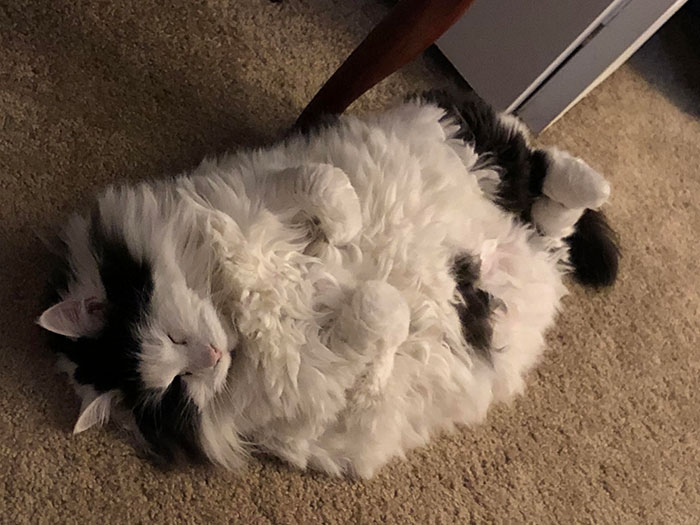 This Chonk Is My 13-Years-Old Maine Coon. She Likes To Sleep On Her Back. Tons Of Floof And Even More Love. Her Name Is Marilyn