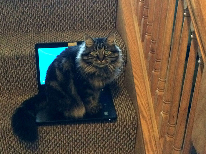 I Forgot My Keys, So I Set My Laptop Down For Two Seconds