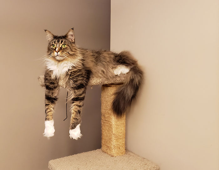 This "Cat" Who Lives Here With Us Is Unlike Any Other We've Ever Had