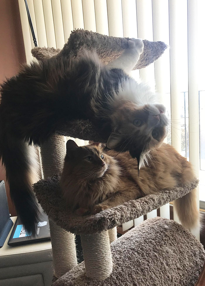 Perfect Display Of A Maine Coon Personality