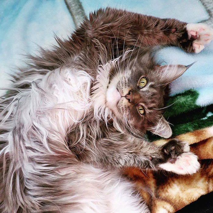 Magnificent Goofball