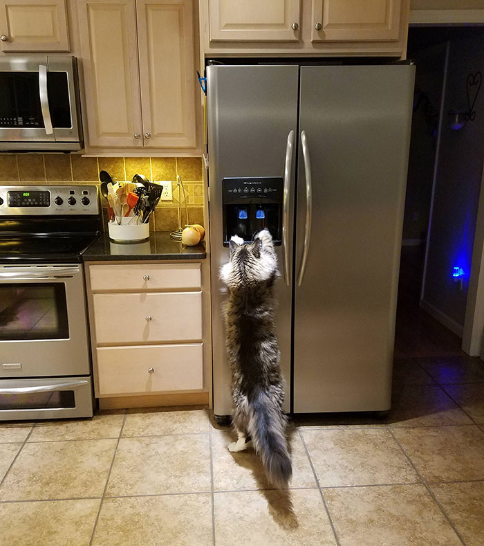 Well, One Of The Good News Is That The Refrigerator Isn't Leaking After All