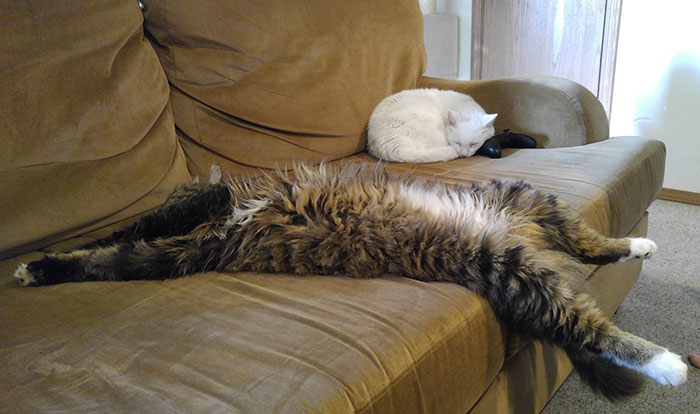 How A Maine Coon Sleeps. Normal Cat Sleeping Included For Reference