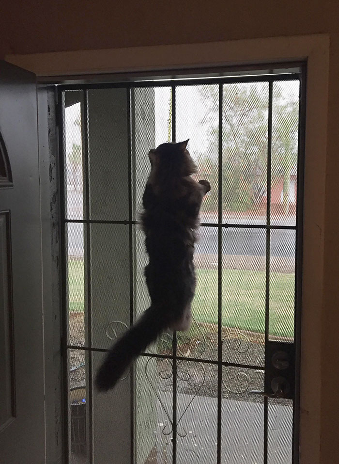 I See Birds Out There