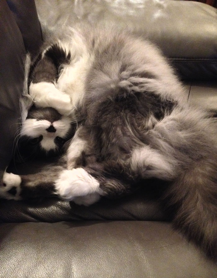 Introducing My Maine Coon Cat Sophie