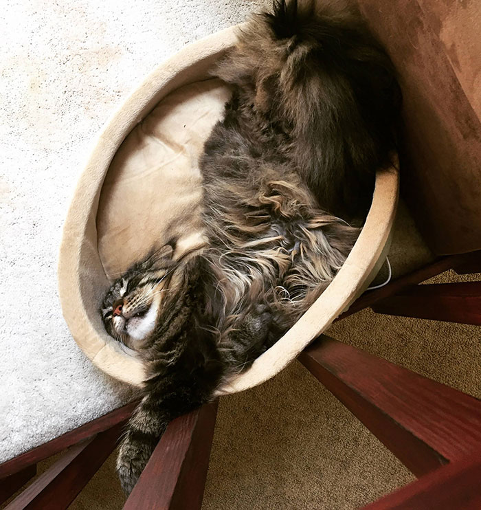 My Maine Coon, Caligula, Enjoying His Bed