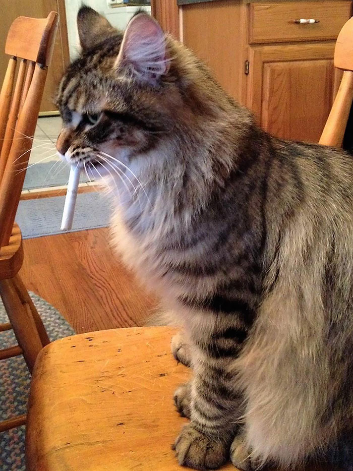This Is My Friend's Maine Coon Who Steals Cigarettes And Hides Them Around The House