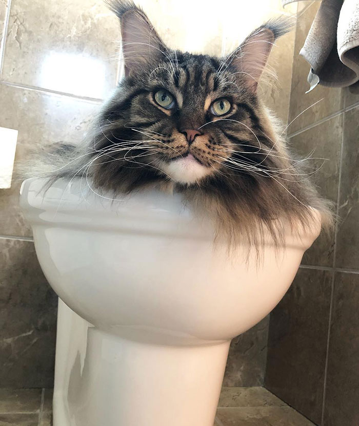 What Do You Think It Is?