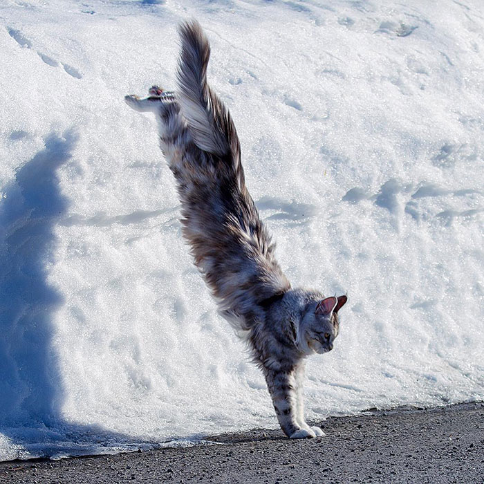 A Maine Coon Escaping Monday, Winter, And Some Other Things