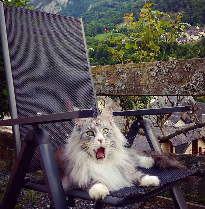 Surprised Maine Coon Is Very Suprised!