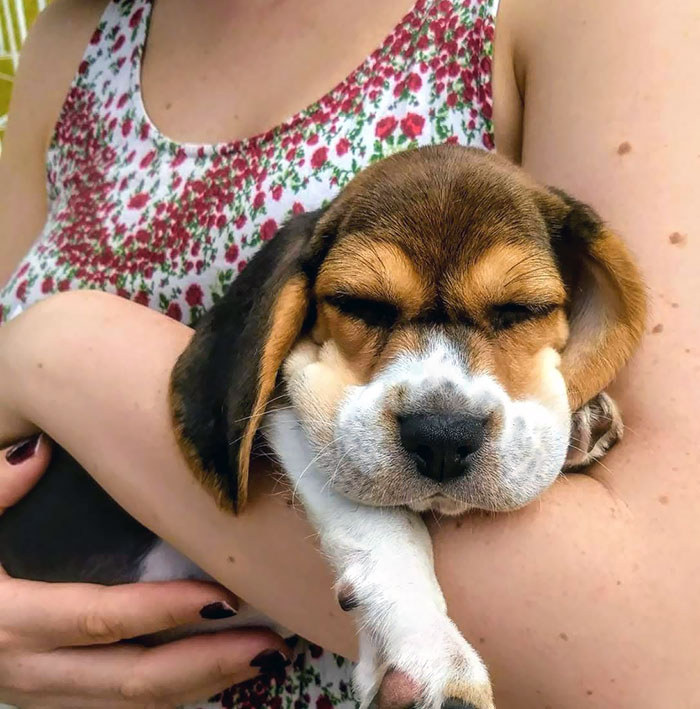 Cute puppy with swollen face being gently held, showing the aftermath of a bee encounter.