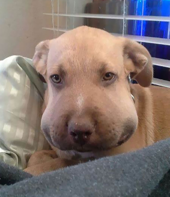 Cute dog with swollen face after a bee encounter, learning a valuable lesson about bees.