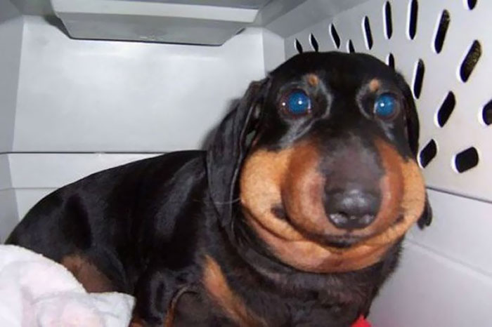A dachshund with a swollen face, sitting in a crate, after an encounter with bees.