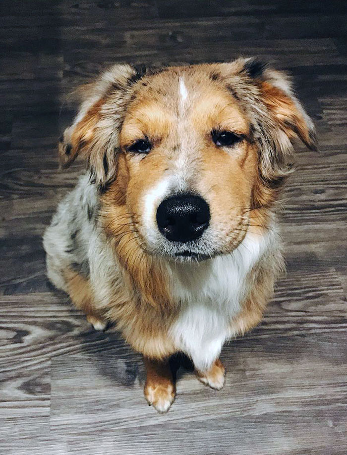 Cute pupper with closed eyes and fluffy fur indoors, learning a lesson about bees.