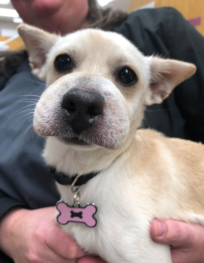 Cute pupper with a pink bone tag, held gently, learning to avoid bees.