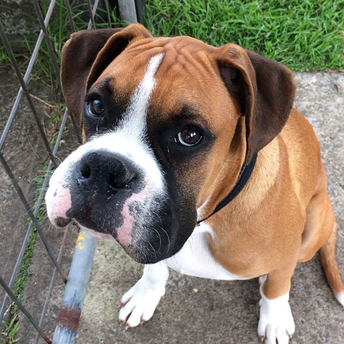 Cute pupper sitting with a curious expression, outdoors near a fence.