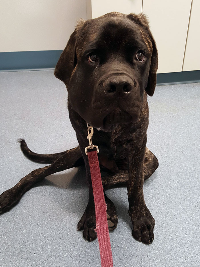 A sad puppy on the floor with a red leash, having learned not to mess with bees.