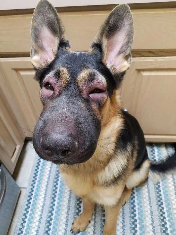 German Shepherd with swollen eyes and snout from bee encounter, sitting on a patterned rug.