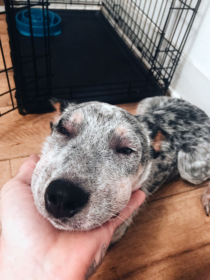 A dog with a swollen face from a bee encounter being gently held near a crate.