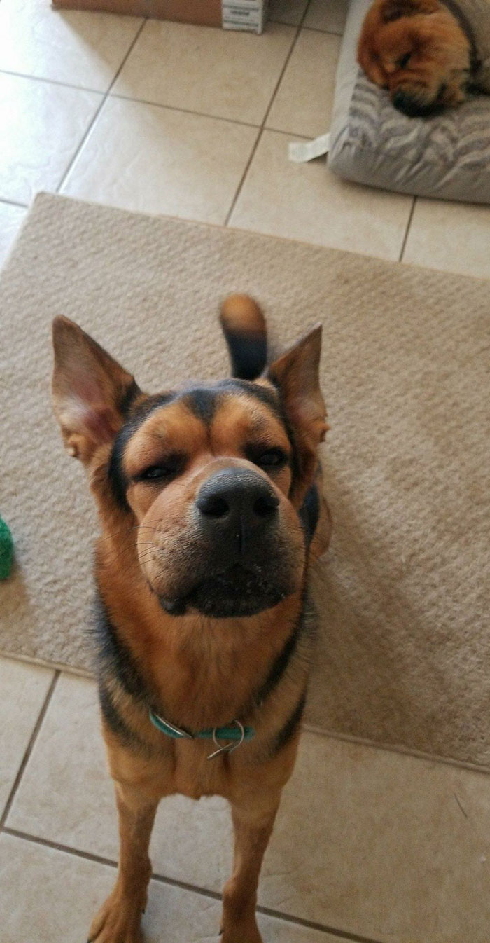 Dog with swollen face after encountering bees, looking up with a sleepy expression.