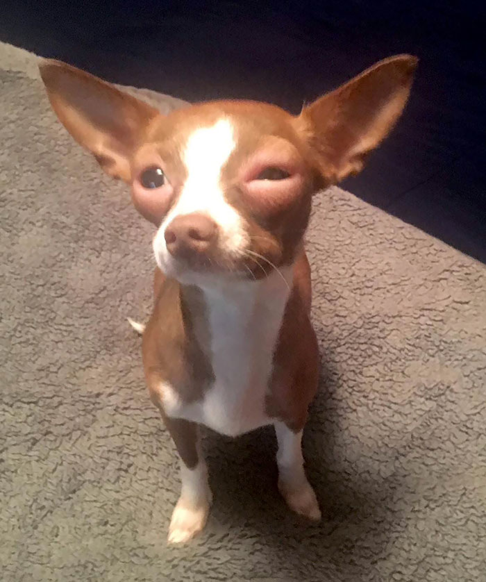 Pupper with swollen eyes sitting on a rug after a bee encounter.