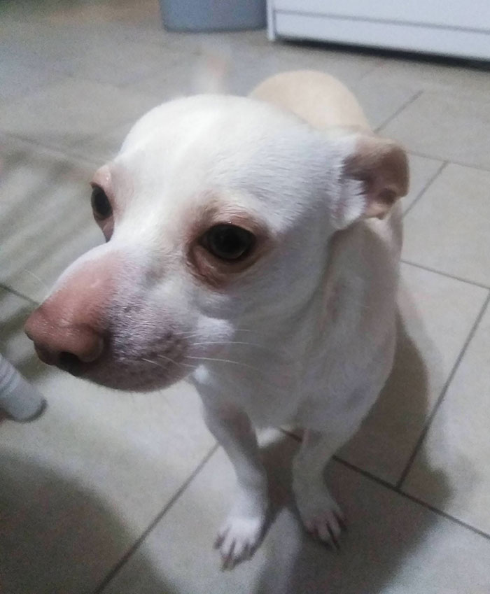 A dog with a swollen snout looking sad after an encounter with bees.