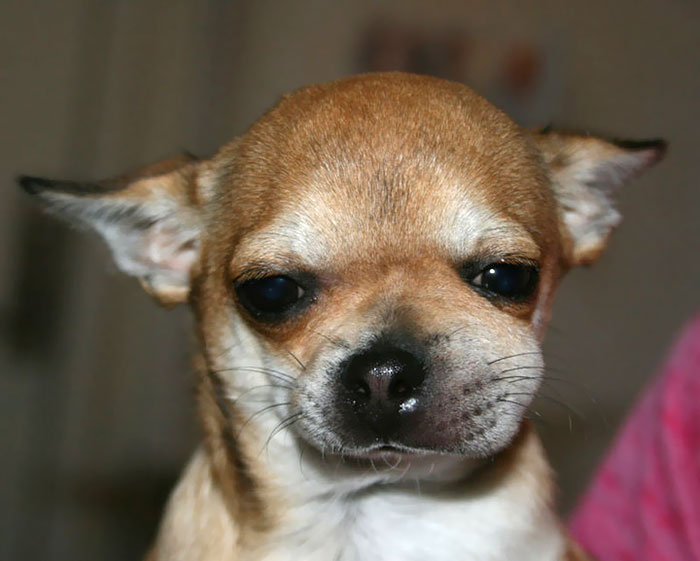 Cute dog with a slightly swollen face, learning not to mess with bees.