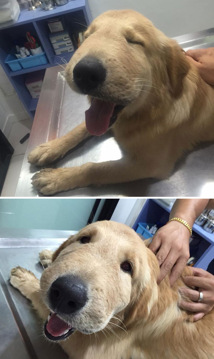 Golden retriever at the vet with a swollen face from a bee encounter, learning a bees lesson the hard way.