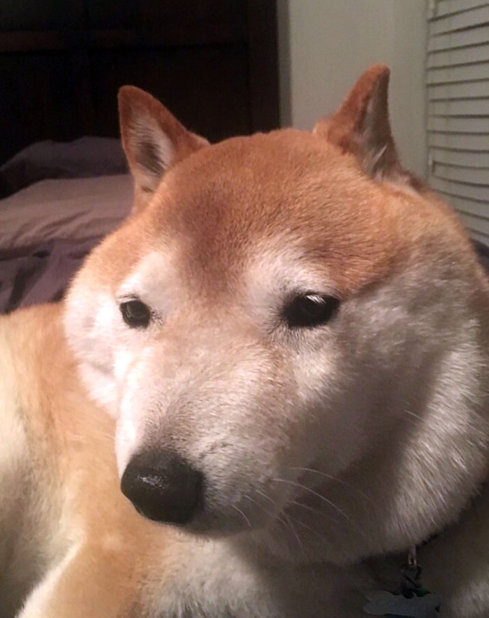 Cute dog with a fluffy coat looking calm indoors, capturing the essence of good puppers.