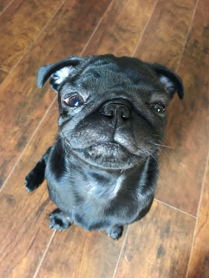 A pug looking up with a swollen face after a bee encounter on a wooden floor.