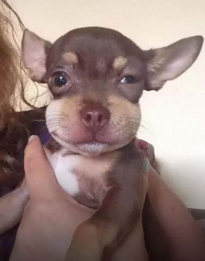 Cute pupper with a swollen face learning not to mess with bees, looking adorable while being held gently.