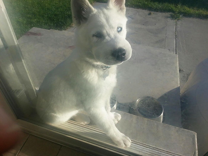 A fluffy white pupper with a swollen face sits by a glass door, learning a lesson about bees.