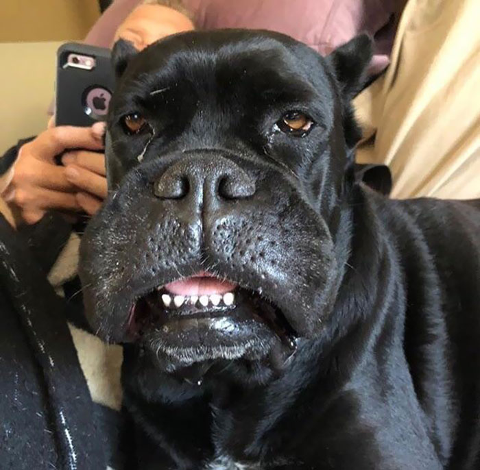 A good pupper with a swollen face after an encounter with bees, resting close to a person using a phone.