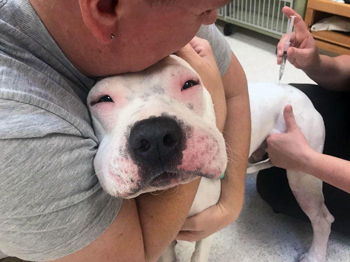 Dog with swollen face after bee encounter, being comforted by owner at vet.