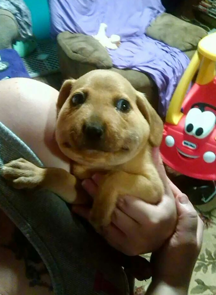 A puppy with a swollen face being held indoors after learning not to mess with bees.