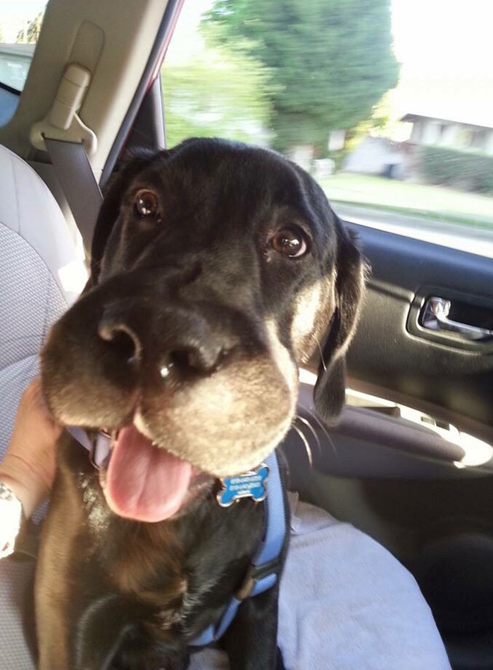 A dog with a swollen muzzle sitting in a car after an encounter with bees.