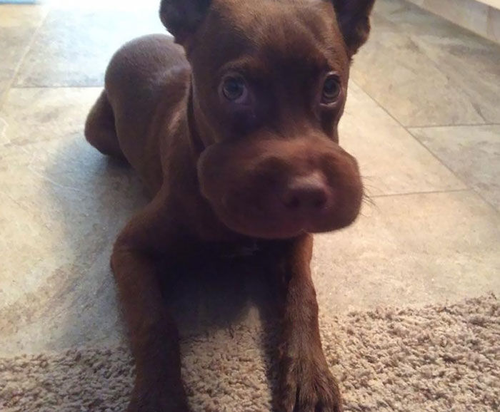Puppy with a swollen muzzle lying on the floor after learning not to mess with bees.